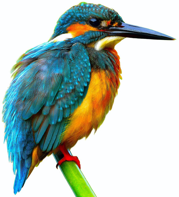 Jamie's Kingfisher thread painting workshop.