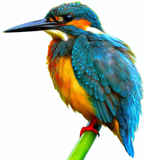 Patreon members only Thread Painting King Fisher