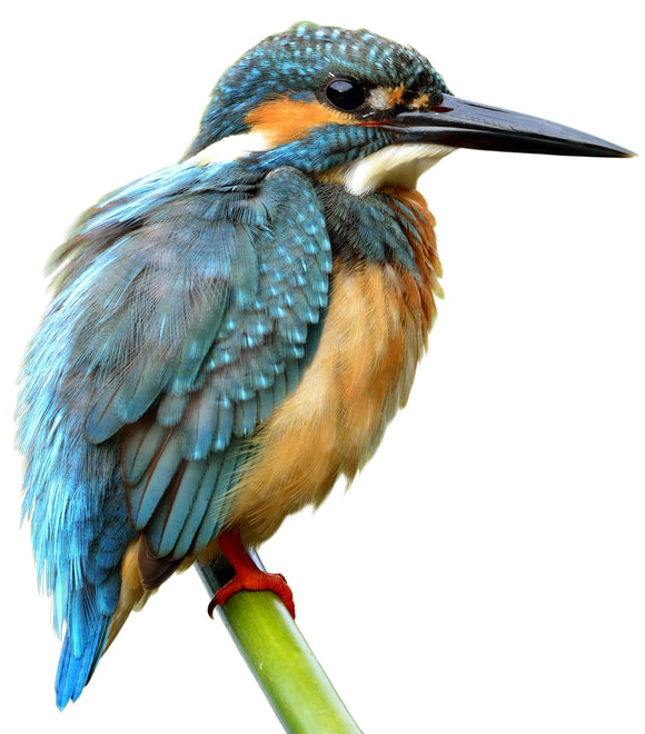 Jamie's Thread Painting Workshop Kit USB Drive Only.